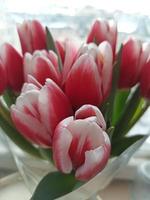 achtergrond voor internationale vrouwendag. boeket roze tulpen foto