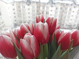 achtergrond voor internationale vrouwendag. boeket roze tulpen foto