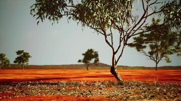 droge Afrikaanse savanne met bomen foto
