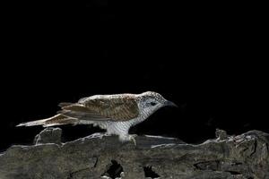 vogel gestreepte koekoek die op mooie tak neerstrijkt foto