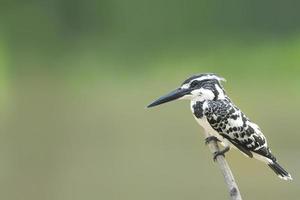 bonte ijsvogel strijkt neer over de vijver ceryle rudi foto