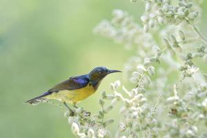 bruinkeelhoningvogel zuigt nectar uit de palmyra-palm foto