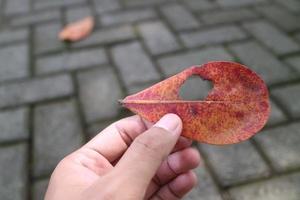 handen met gedroogde ketapang-bladeren met gaten foto