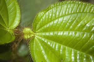 close-up van een heldergroen blad van bovenaf gezien. Costa Rica foto