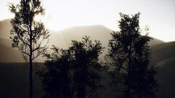 karpaten bergen mist en mist bij het dennenbos foto