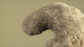 grote witte koraal fossiele close-up foto
