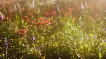 overvloed aan bloeiende wilde bloemen op de weide in de lente foto