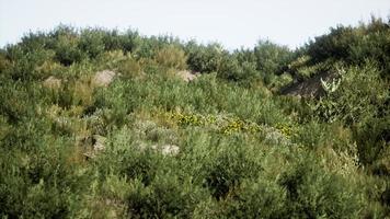 strandduinen met lang gras foto