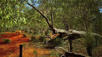 Australische struik met bomen op rood zand foto