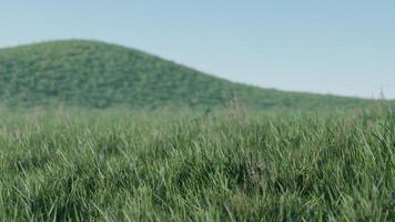 zachte intreepupil lente achtergrond met een weelderig groen gras foto