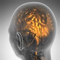 wetenschappelijke anatomie van het menselijk brein in röntgenfoto's foto