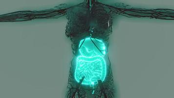 transparant menselijk lichaam met zichtbaar spijsverteringsstelsel foto