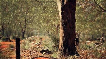 Australische struik met bomen op rood zand foto