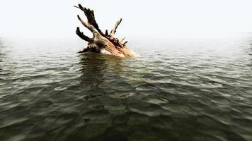 geïsoleerde dode boom in het water op het strand in zwart-wit, eenzaamheid. foto