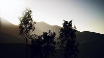 karpaten bergen mist en mist bij het dennenbos foto