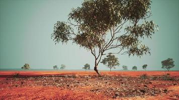 droge Afrikaanse savanne met bomen foto