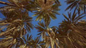 palmen op blauwe hemelachtergrond foto