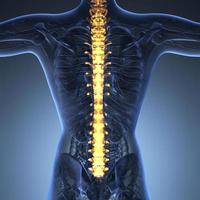 menselijke rugpijn en rugpijn met een skelet van het bovenlichaam met de wervelkolom en de wervelkolom foto