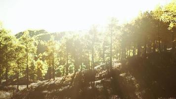 zomerlandschap in de bergen foto