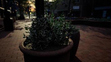 sierpotten met planten op de stoep foto