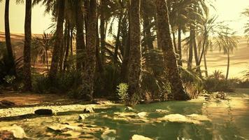 woestijnoasevijver met palmbomen en planten foto