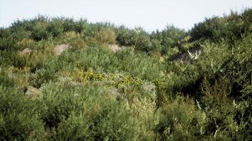 strandduinen met lang gras foto