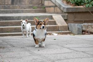 een lieve hond in het wild foto