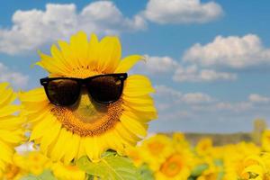 zonnebloem met zwarte bril op een heldere en bewolkte dag foto