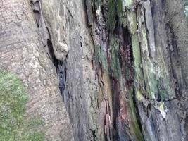 natuurlijke achtergrond met boomschorstextuur foto