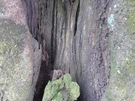 natuurlijke achtergrond met textuur van de boomrem foto