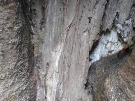 natuurlijke achtergrond met textuur van de boomrem foto