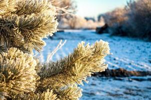 pijnboomtak in de sneeuw. winterochtend ijzige bomen in rijm onder warm zonlicht. prachtige winterse natuur foto