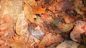 droge herfstbladeren in de kleuren rood, oranje, bruin en groen. herfst thema achtergrond foto