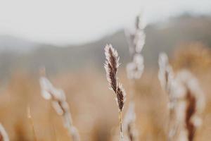 esthetisch gouden gras foto