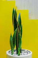 slangenplant, viper's bowstring hennep, schoonmoeders tong met kopieerruimte op pastelgele achtergrond. minimalistisch geometrisch concept foto