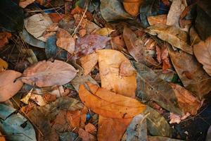 droge herfstbladeren in de kleuren rood, oranje, bruin en groen. herfst thema achtergrond foto