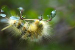 macro-opname van grote gele harige rups die op stengel kruipt foto