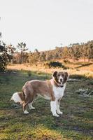 border collie-hond die de natuur verkent foto