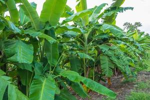 bananenboom en natuurlandschap foto