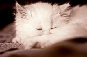 charmante witte pluizige kat foto