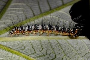 witte en oranje rups van snijwormmot foto