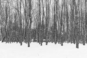 winterlandschap in een besneeuwd bos. foto