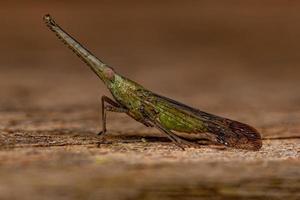 volwassen groen dictyopharid planthopper insect foto