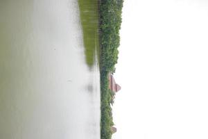 mangrovebomen aan de rand van het moeras foto