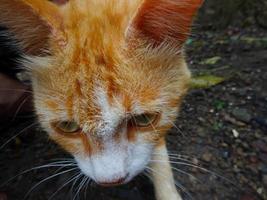 natuurlijke details van het gezicht van een volwassen gemberkat foto