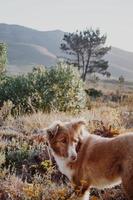 border collie-hond die de natuur verkent foto