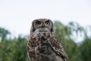 mooi portret van een uil in de natuur, van onderaf gezien. mooie gele ogen, groene achtergrond. strigiformes. foto