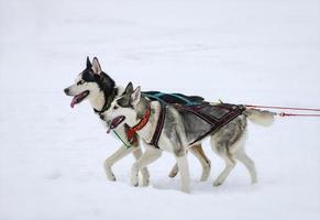 de twee husky honden in de sneeuw foto