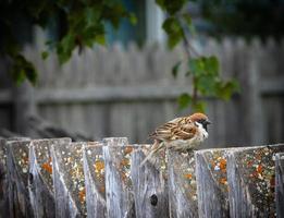 de mus zit op een hek in de tuin foto