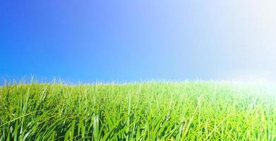 het groene gras en de blauwe lucht foto